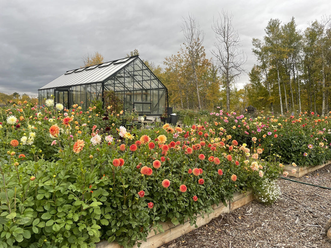 Digging & Storing Dahlias: A Season-End Guide