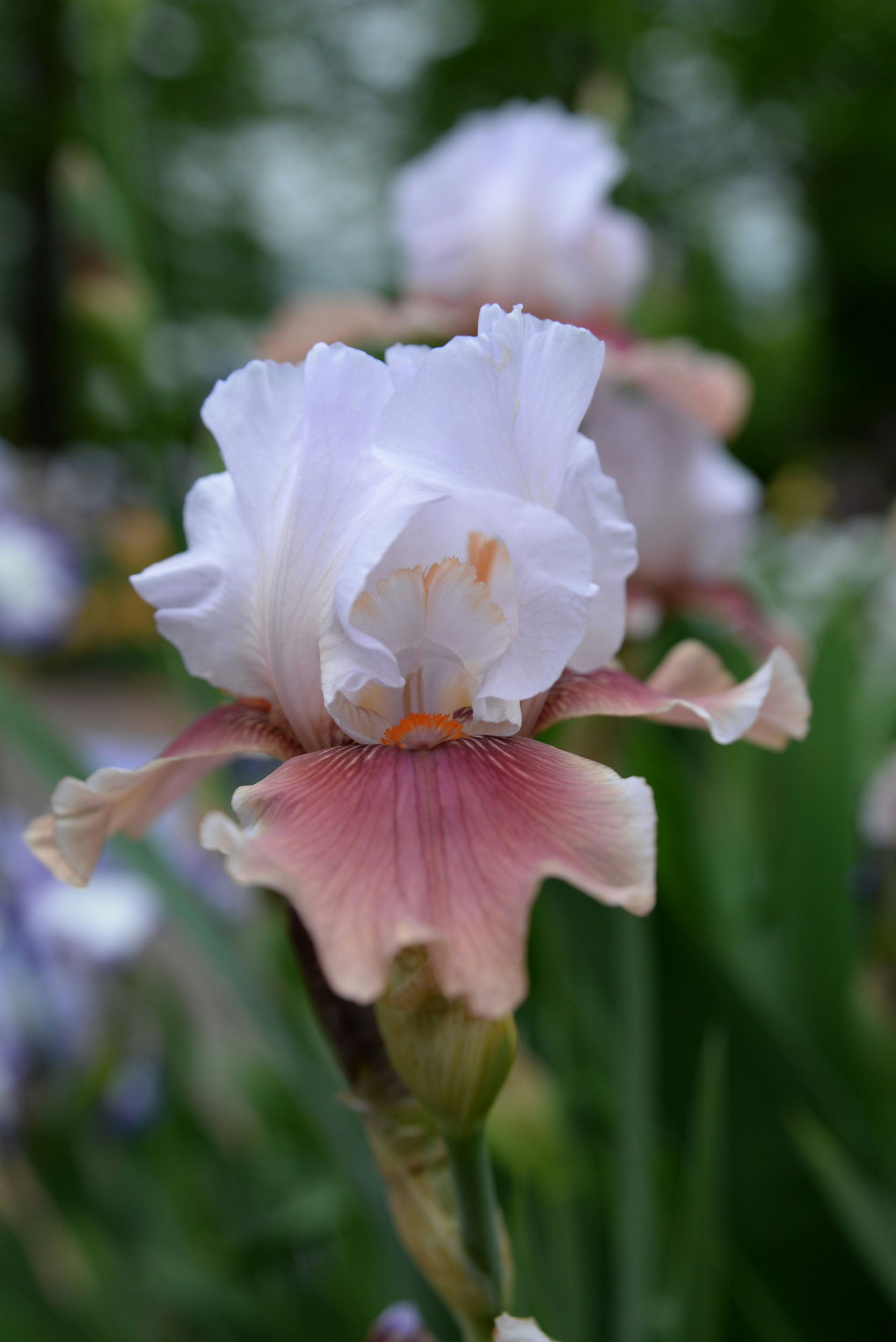 Irises