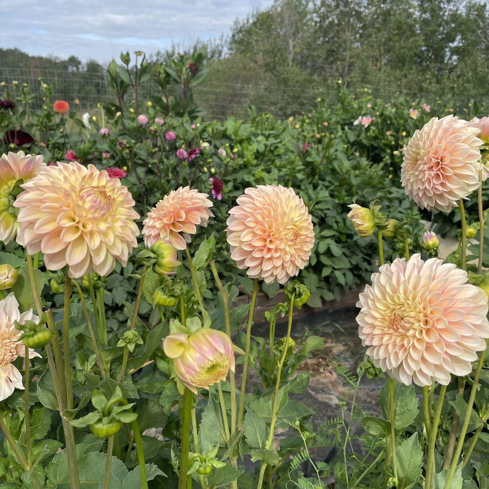 Heirloom Chrysanthemum Plants | Fall Garden Blooms – Blossom Hill