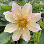 Apple Blossom Collarette