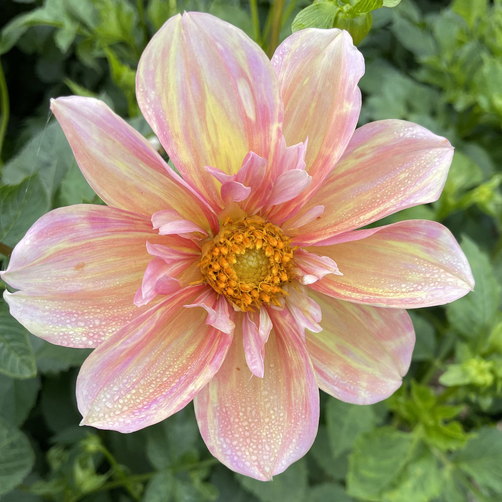 Apple Blossom Collarette