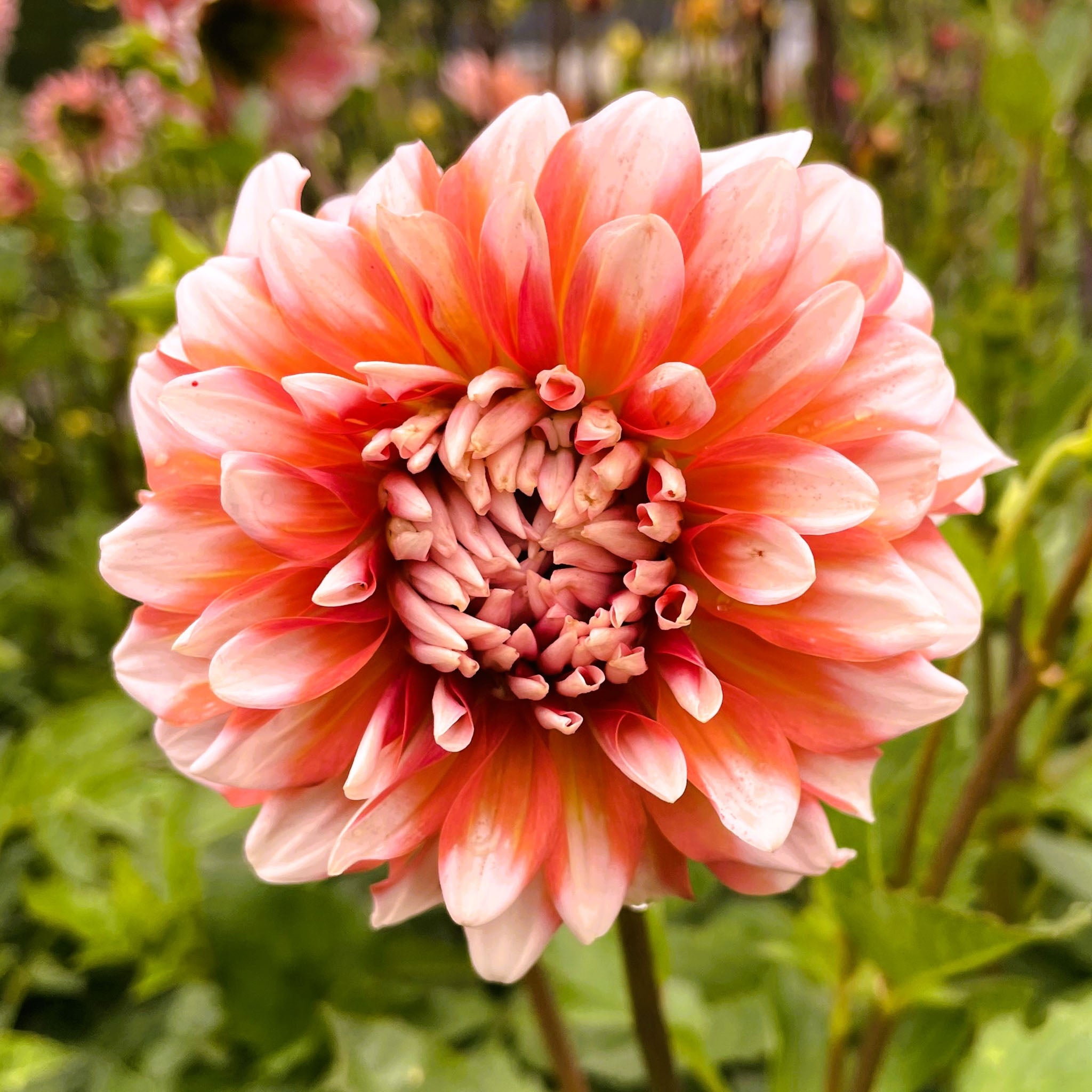 Apple Blossom Double