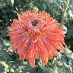 Apricot Courtier