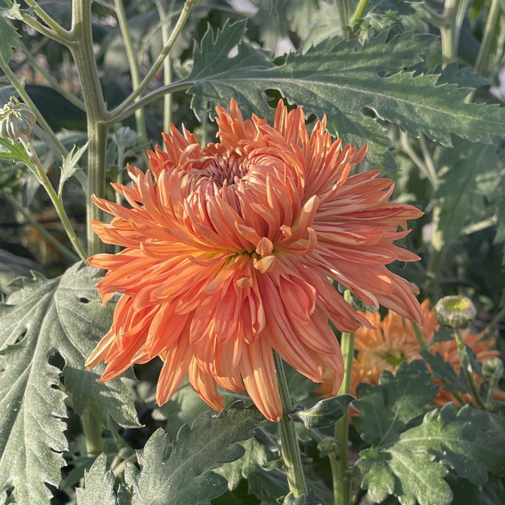 Apricot Courtier