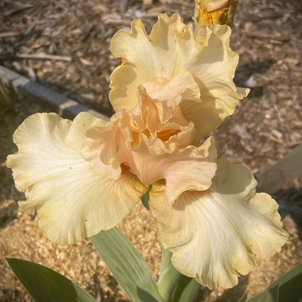 Awesome Blossom
