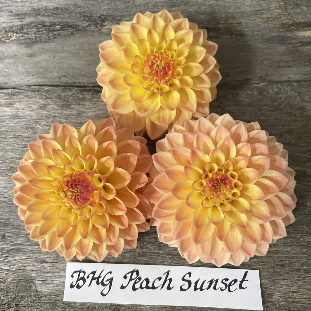 BHG Peach Sunset