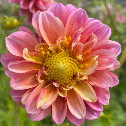 BHG Pink Sunny
