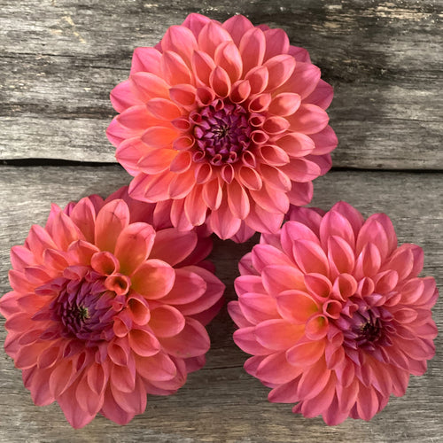 BHG Royal Pink