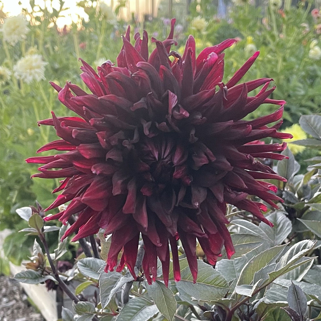 Black Jack