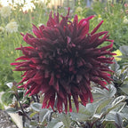 Black Jack
