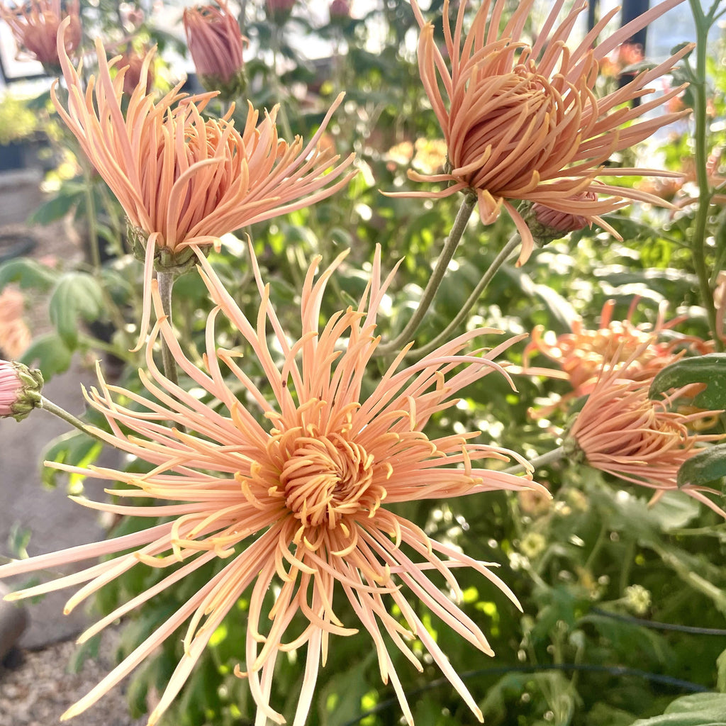 Bronze Rayonette