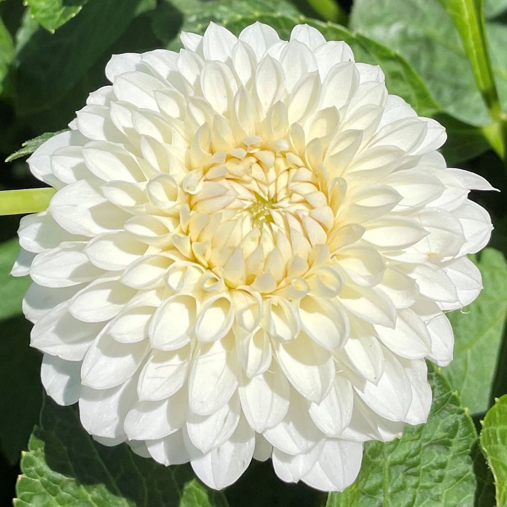 Brookside Snowball