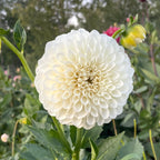Brookside Snowball