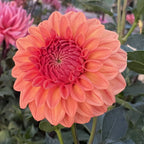 Ferncliff Apricot