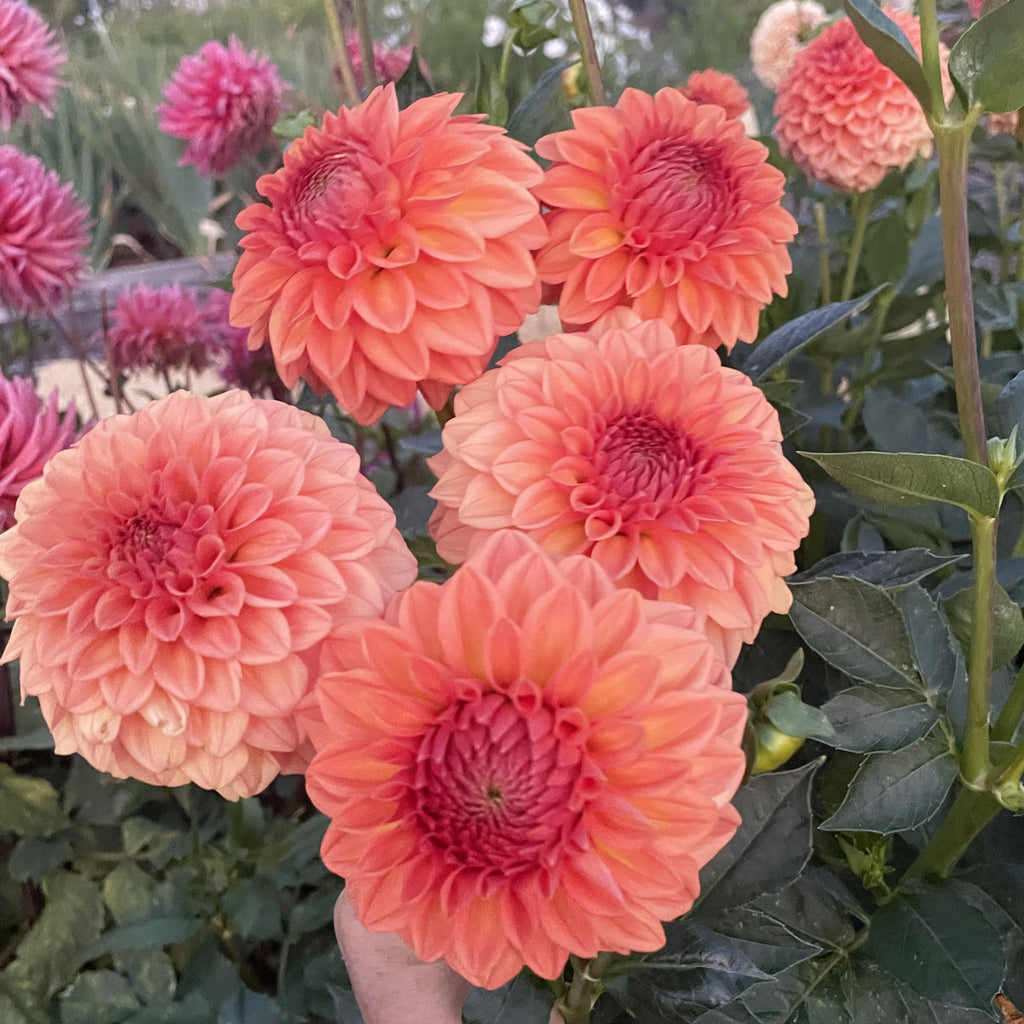 Ferncliff Apricot