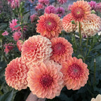 Ferncliff Apricot
