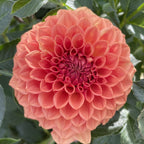Ferncliff Apricot