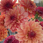 Ferncliff Copper