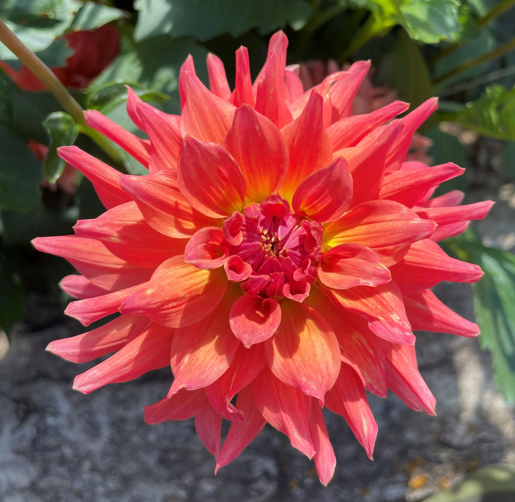 Ferncliff Tropics