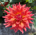 Ferncliff Tropics