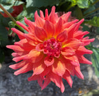 Ferncliff Tropics