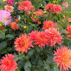 Ferncliff Tropics