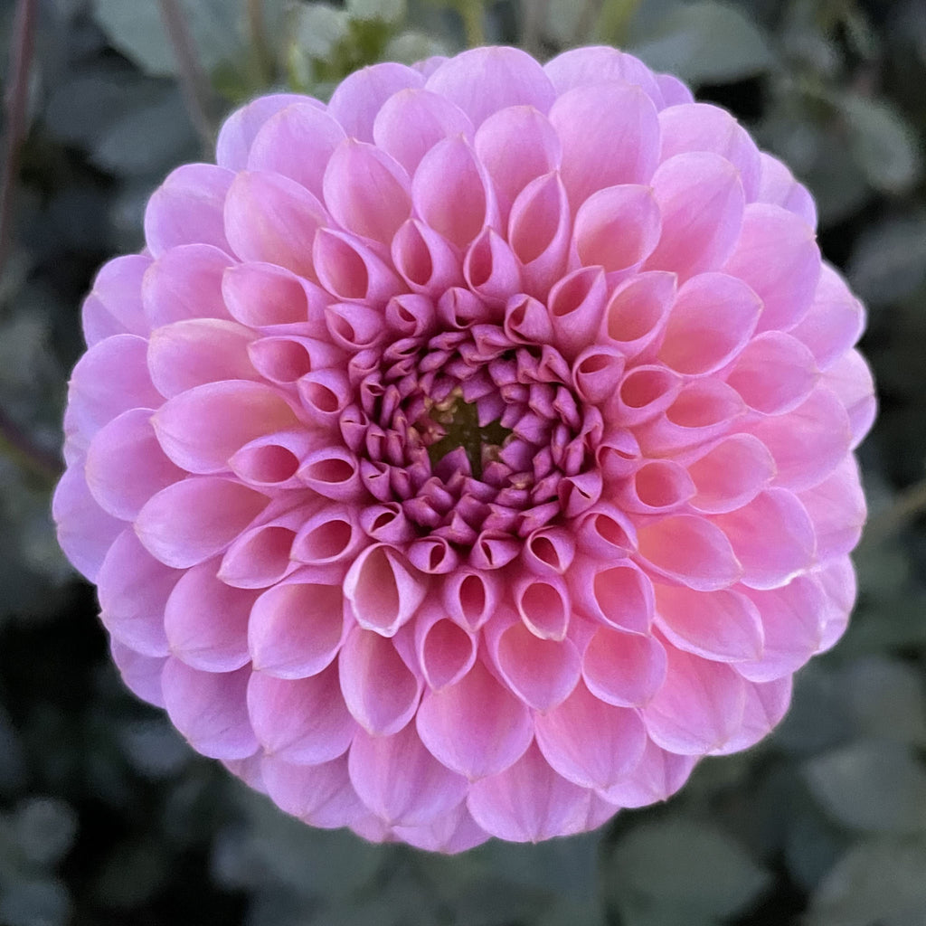 Hamari Rose