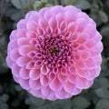 Hamari Rose