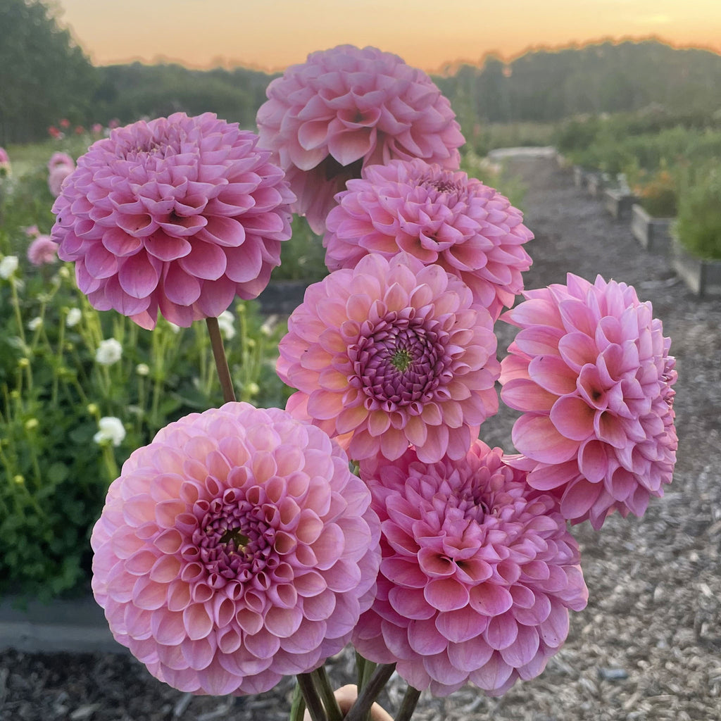 Hamari Rose
