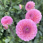 Hamari Rose