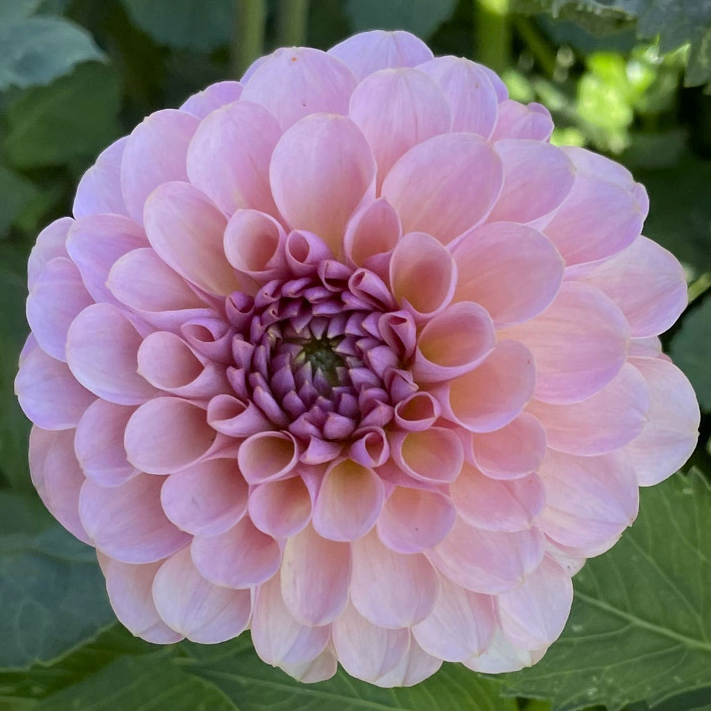 Hamari Rose