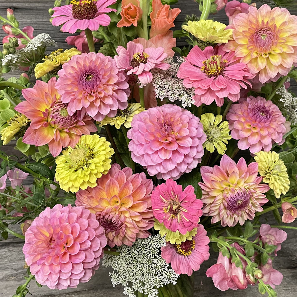 Hamari Rose