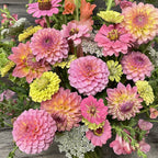 Hamari Rose