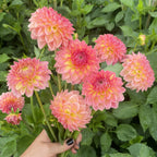 Hillcrest Suffusion