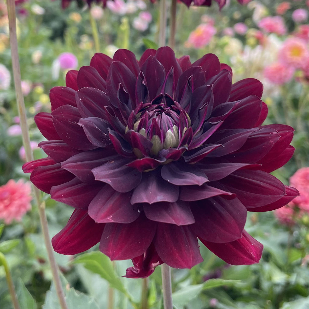 Hollyhill Black Widow