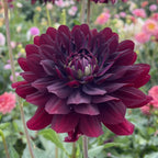 Hollyhill Black Widow