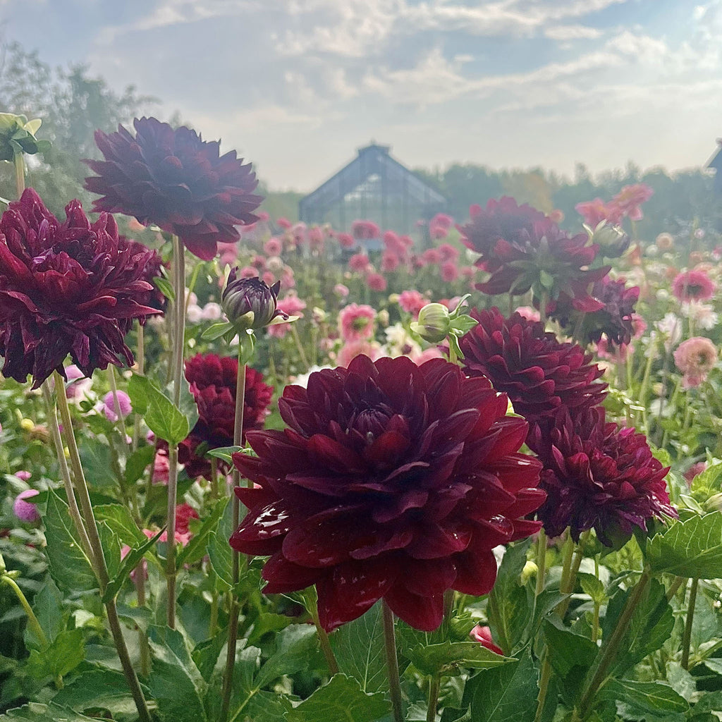 Hollyhill Black Widow