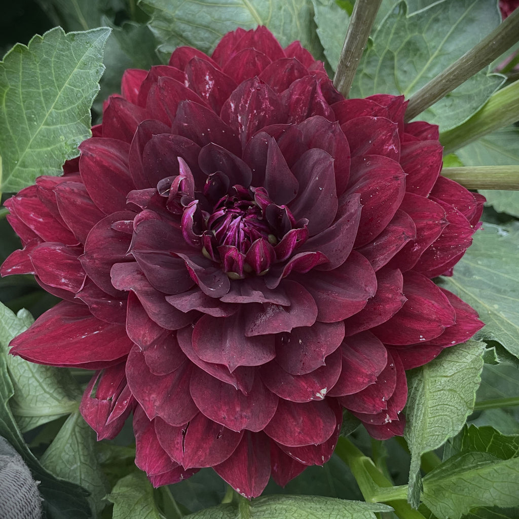 Hollyhill Black Widow