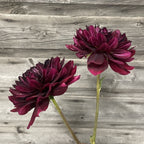 Hollyhill Black Widow