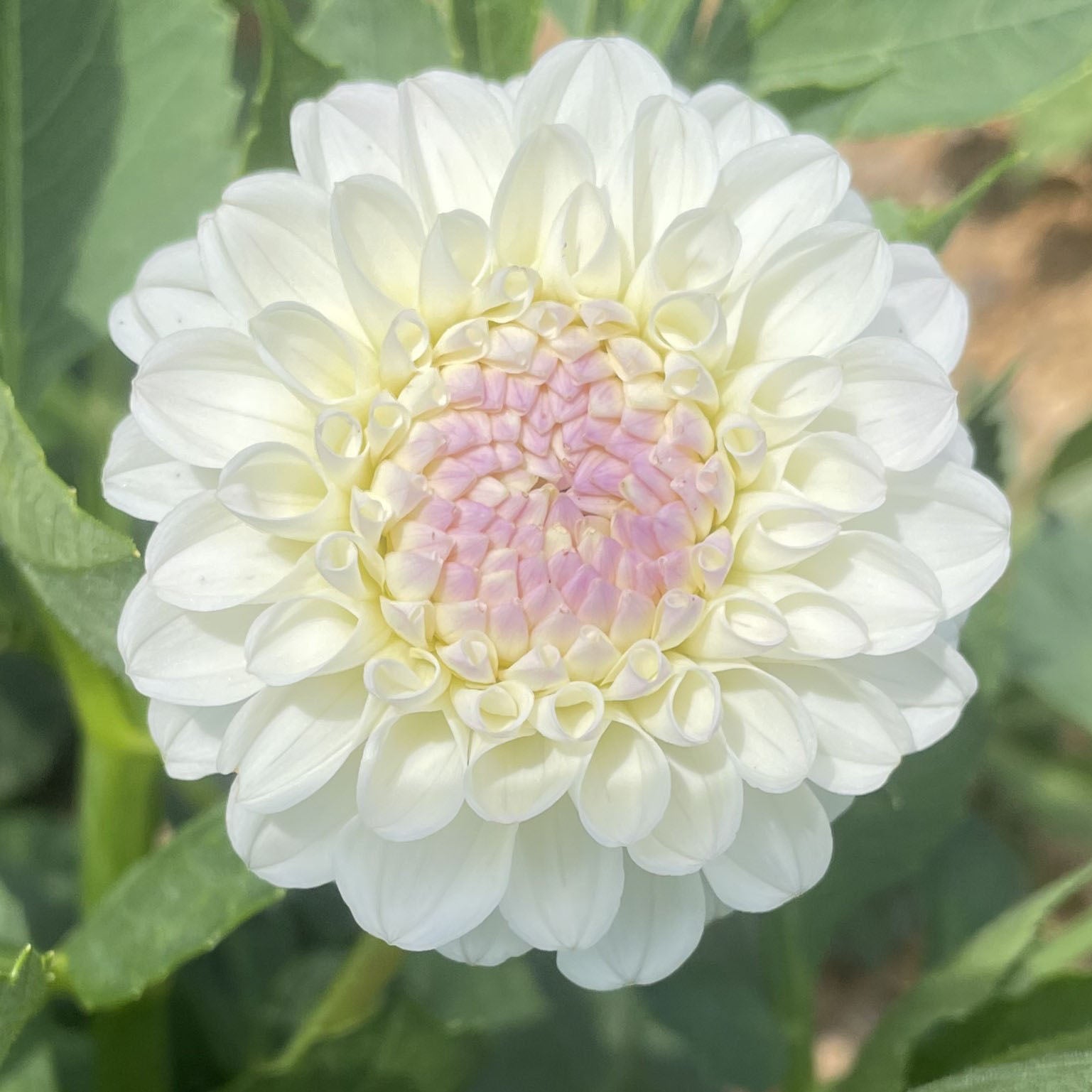 Hollyhill Miss White