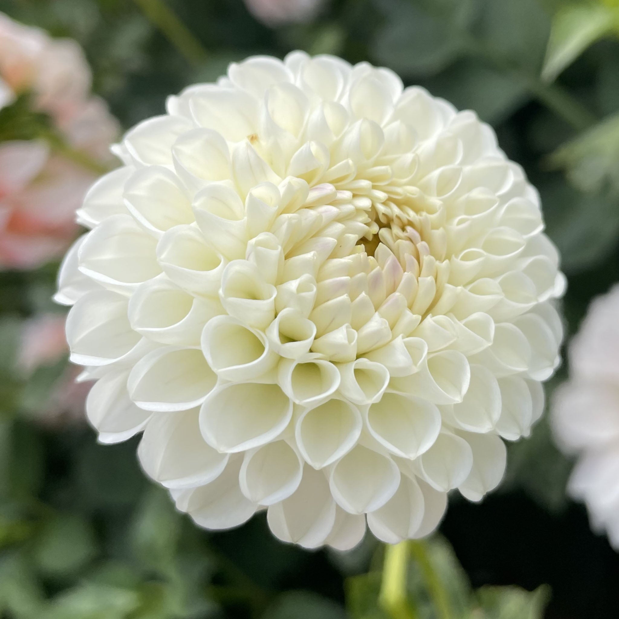 Hollyhill Miss White