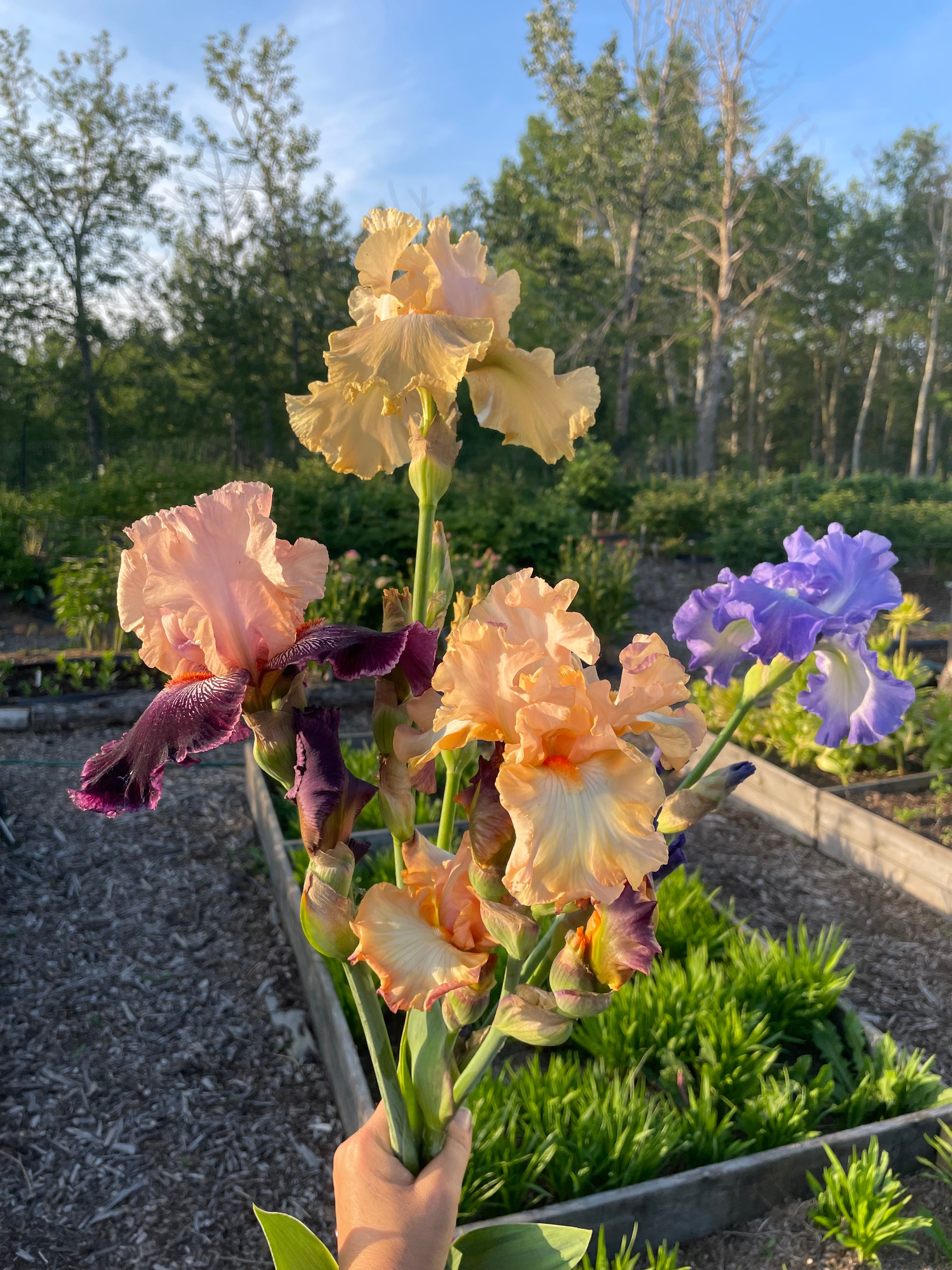 Tall Bearded Irises | Hardy Perennials for Alberta – Blossom Hill