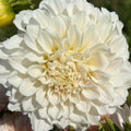 Irish Ruffles