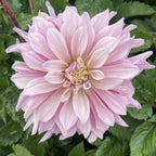 Labyrinth
 2 tone