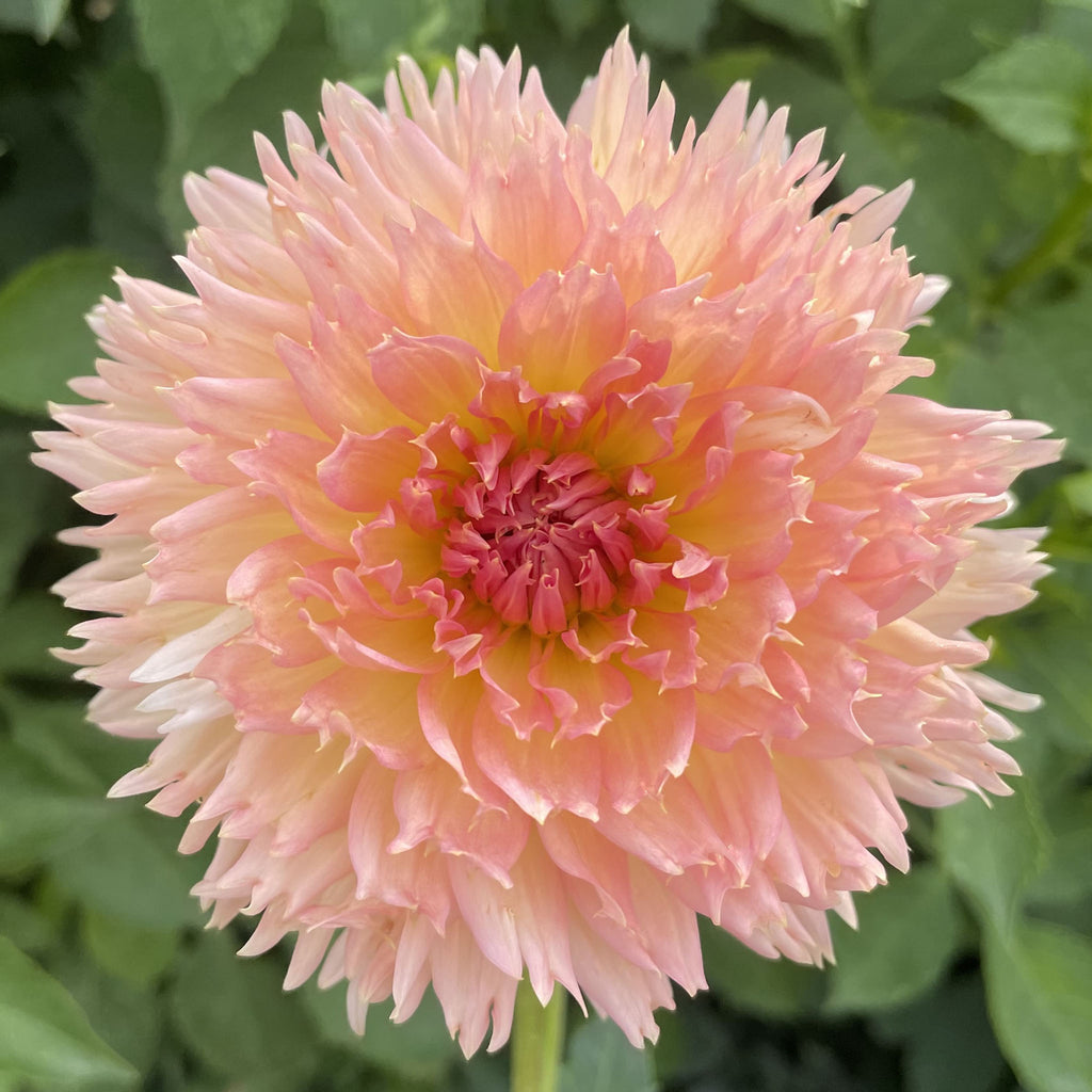 Lakeview Peach Fuzz