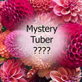 Mystery Tuber