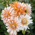 Orange n snow