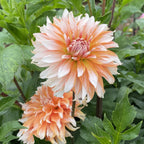 Orange n snow