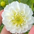 Orsett Beauty