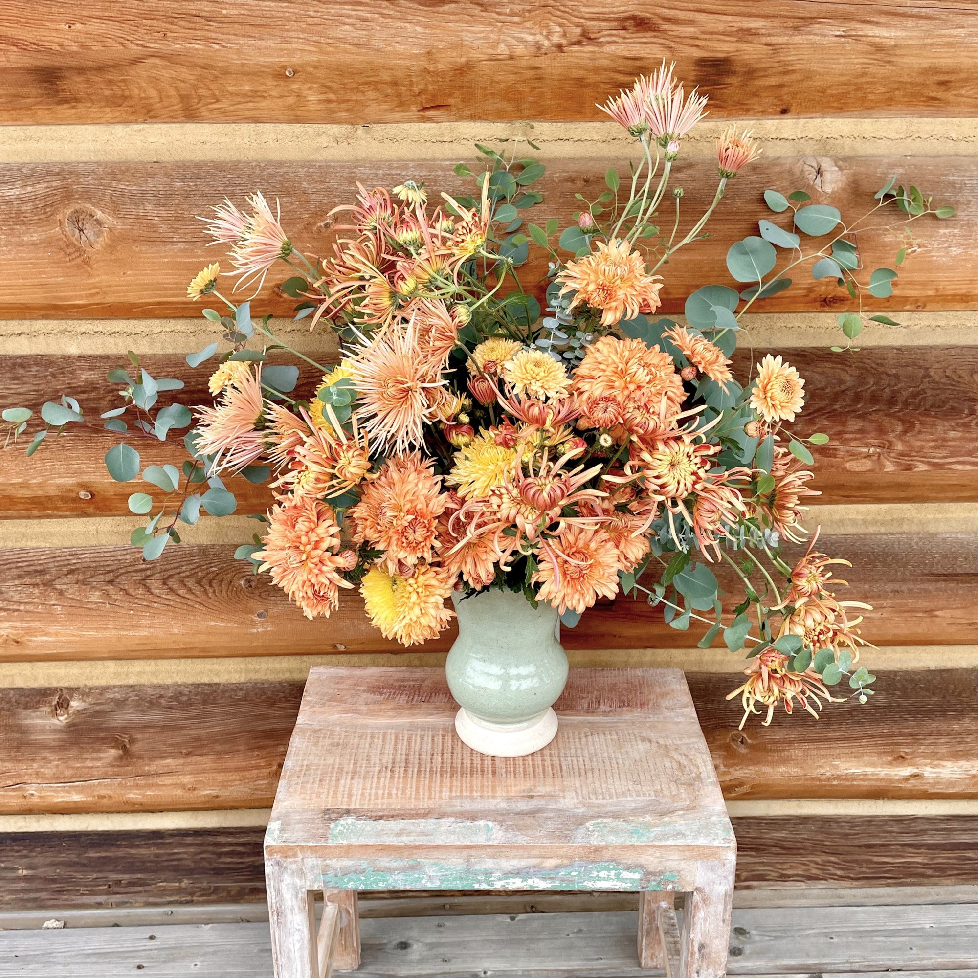 Heirloom Chrysanthemum Plants | Fall Garden Blooms – Blossom Hill Gardens